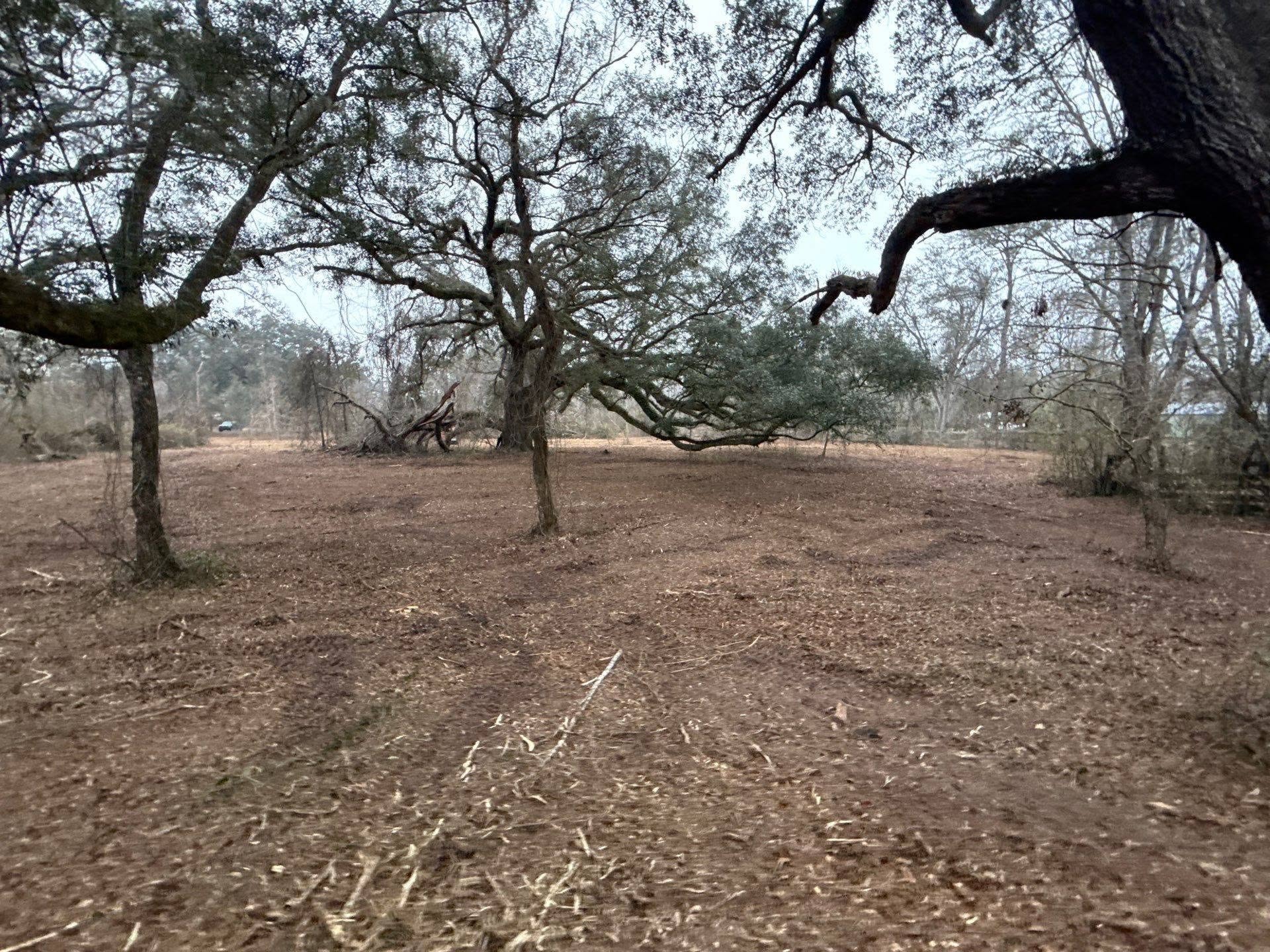Cleared open field with mature oak trees after JATM land management work